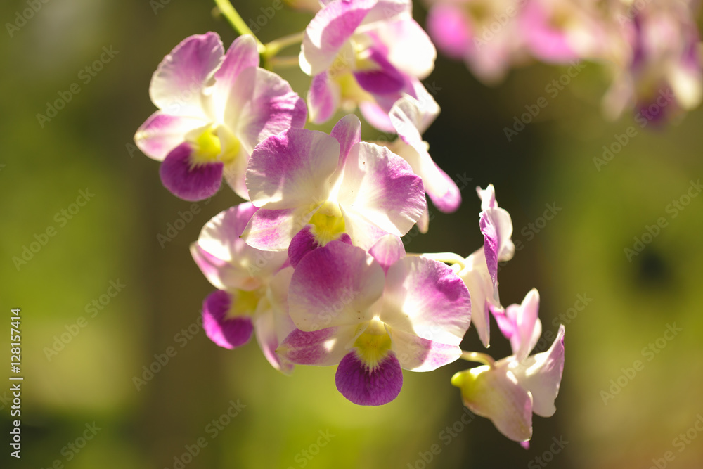 Orchids purple Is considered the queen of flowers in Thailand Orchids purple Is considered the queen of flowers in Thailand