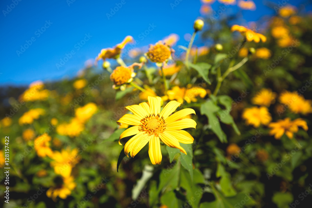 Tung Bua Tong,this flower call Mexican sunflower at Doi Mae U-kh Tung Bua Tong,this flower call Mexican sunflower at Doi Mae U-kh
