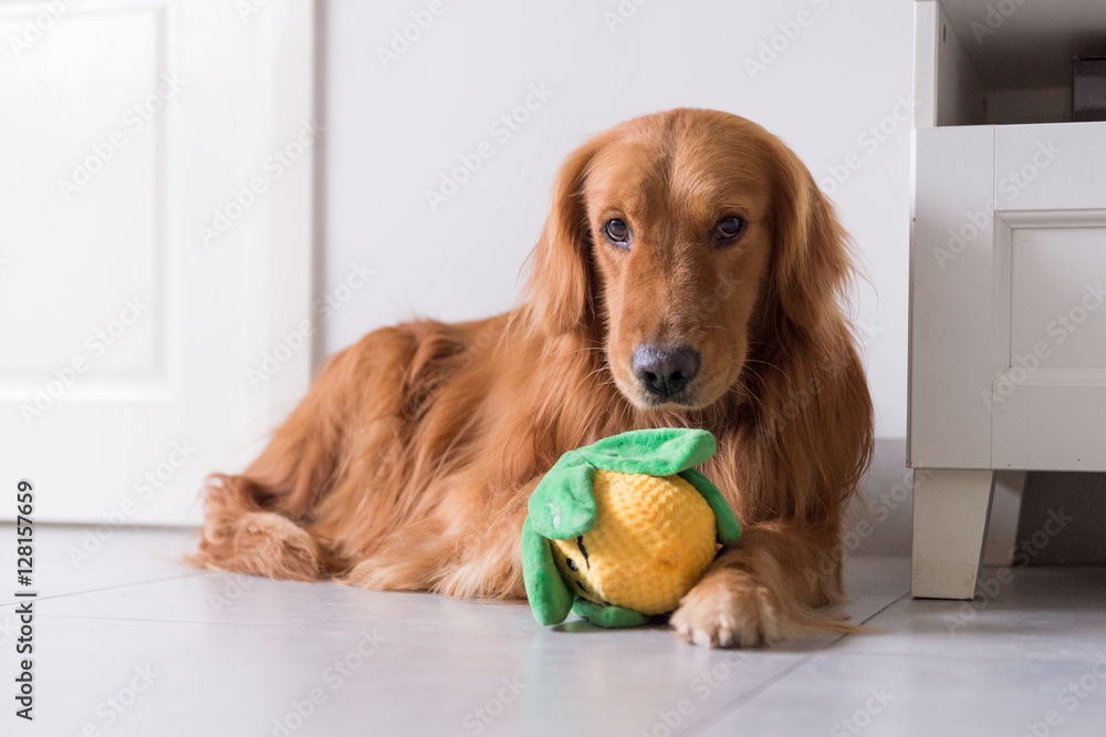The golden retriever and its toys