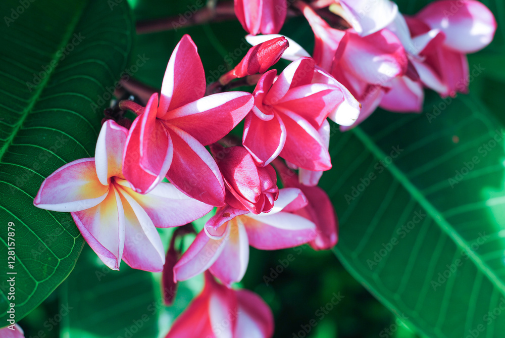 Fototapeta premium Plumeria flower pink and white frangipani tropical flower