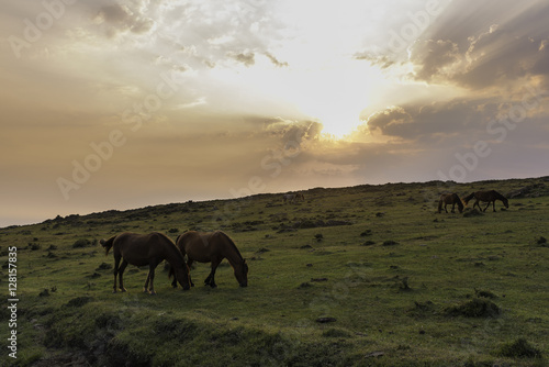 Wild horses in Cedeira (La Coruna, Spain). © josfor