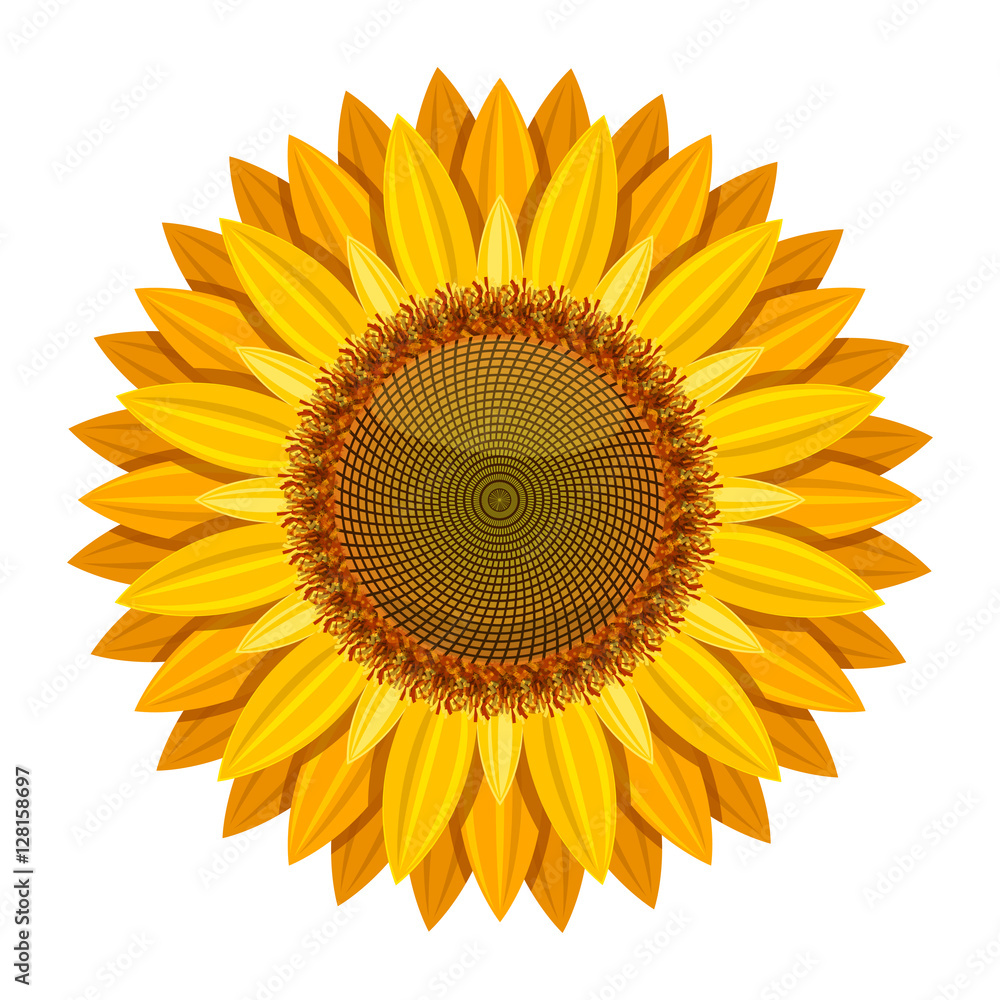 Fototapeta premium Sunflower vector isolated on white background. Yellow sun flower