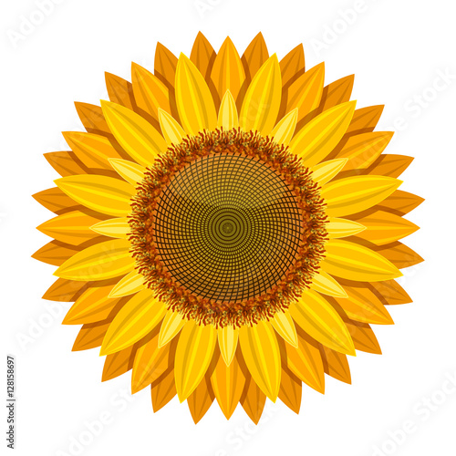 Fototapeta Naklejka Na Ścianę i Meble -  Sunflower vector isolated on white background. Yellow sun flower