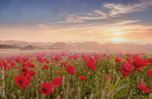 Fototapeta Naklejka Na Ścianę i Meble -  Red poppy field