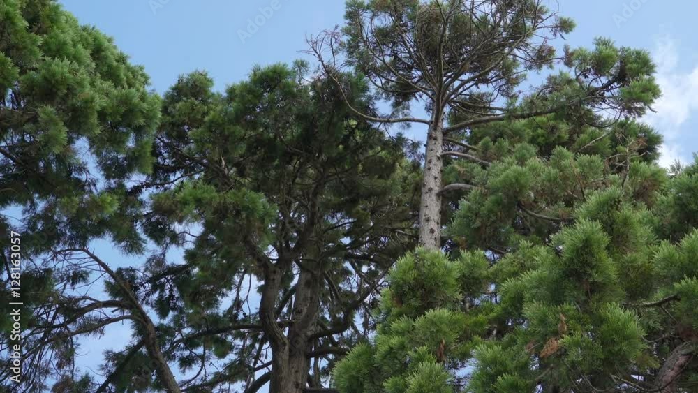 Bunch of green trees in the lawn outside the big trees with a big trunk and branches with the green leaves Bunch of green trees in the lawn outside the big trees with a big trunk and branches with the green leaves