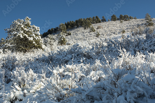 Wallpaper Mural Snow in the Pike National Forest Torontodigital.ca