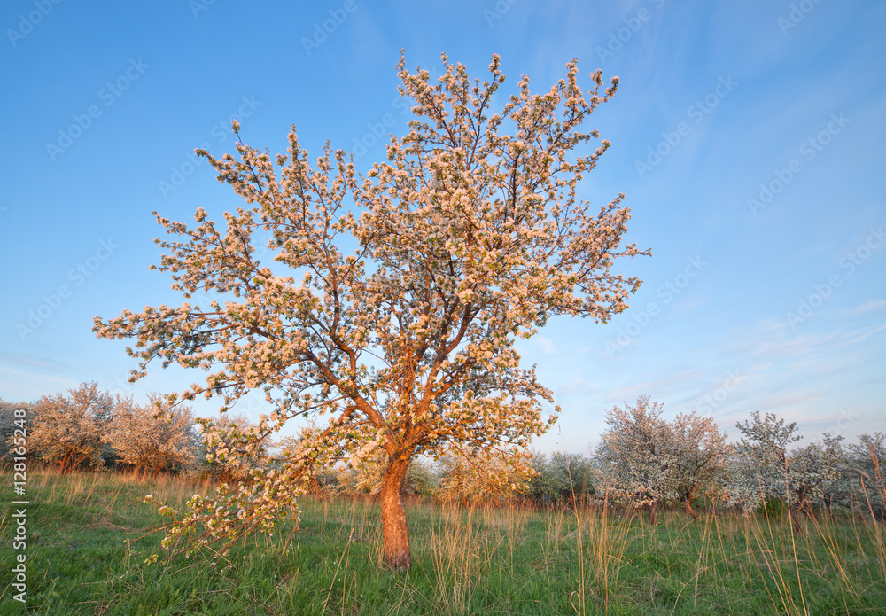 Landscape shot with wide angle lens with blossoming Apple tree i Landscape shot with wide angle lens with blossoming Apple tree i