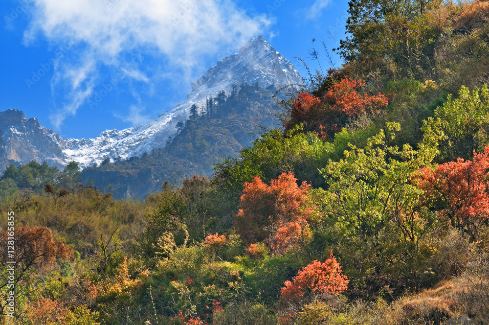 Mountain rainforest in Himalayas in clear sunny day. Mountain rainforest in Himalayas in clear sunny day.