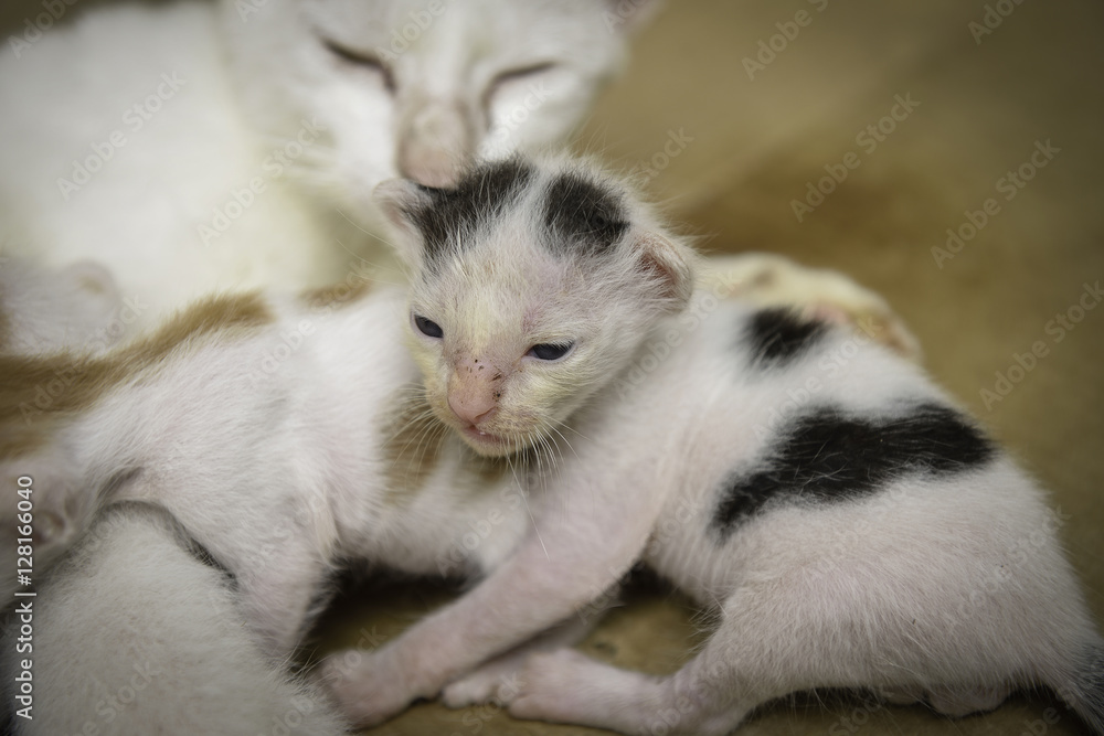 close up little kittens, Cat nursing close up little kittens, Cat nursing
