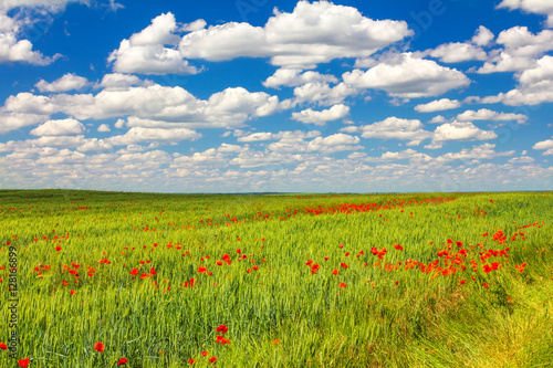 a field of wheat, poppy