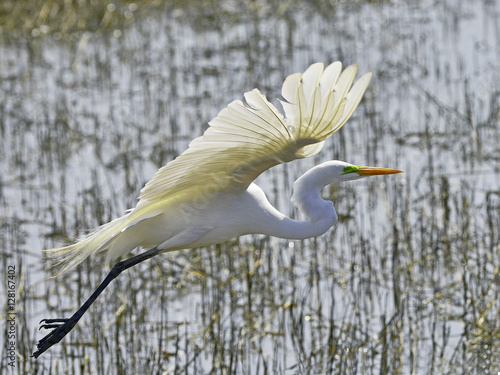 Great white Egret in Flight