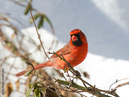 Cardinal 2