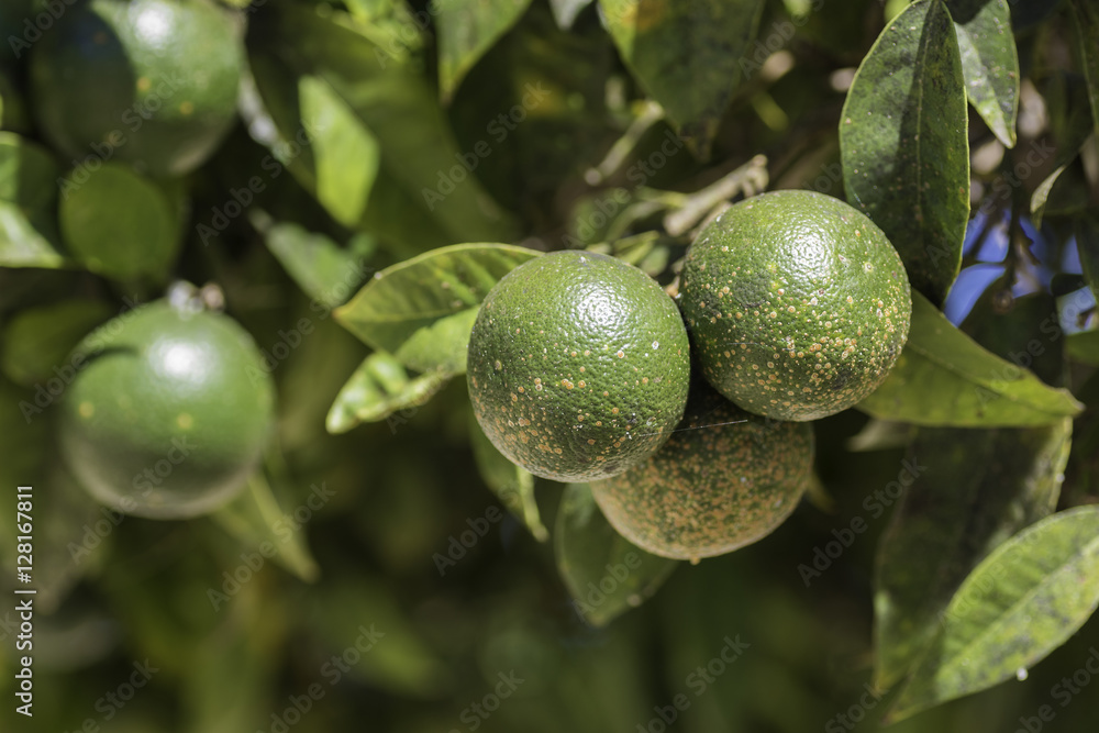Green oranges in orange tree. Green oranges in orange tree.