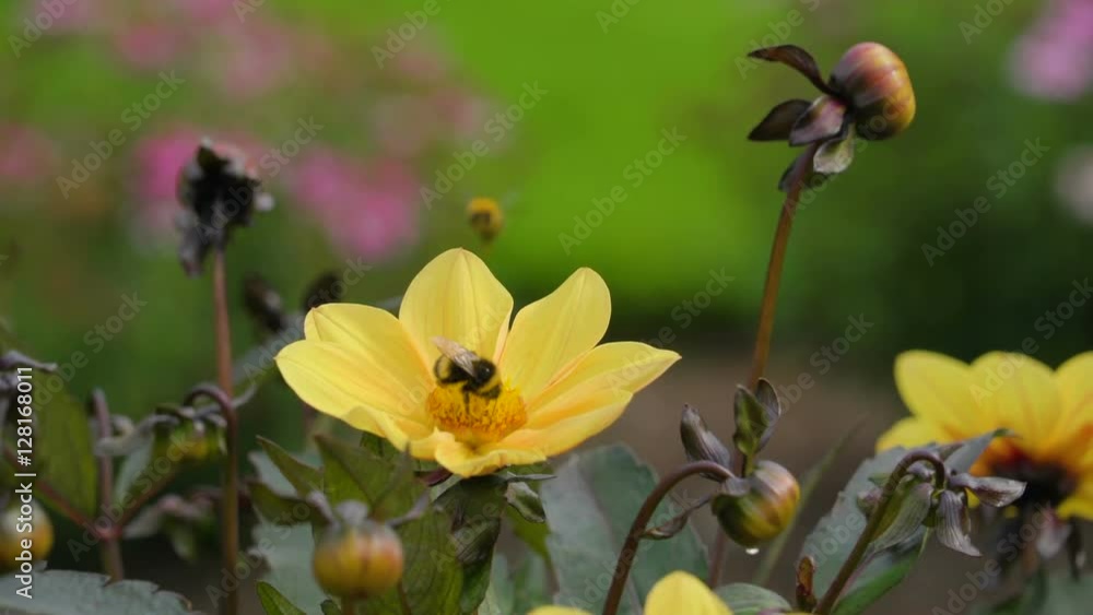 A yellow bee on top of the bud of a yellow flower in the botanical garden A yellow bee on top of the bud of a yellow flower in the botanical garden
