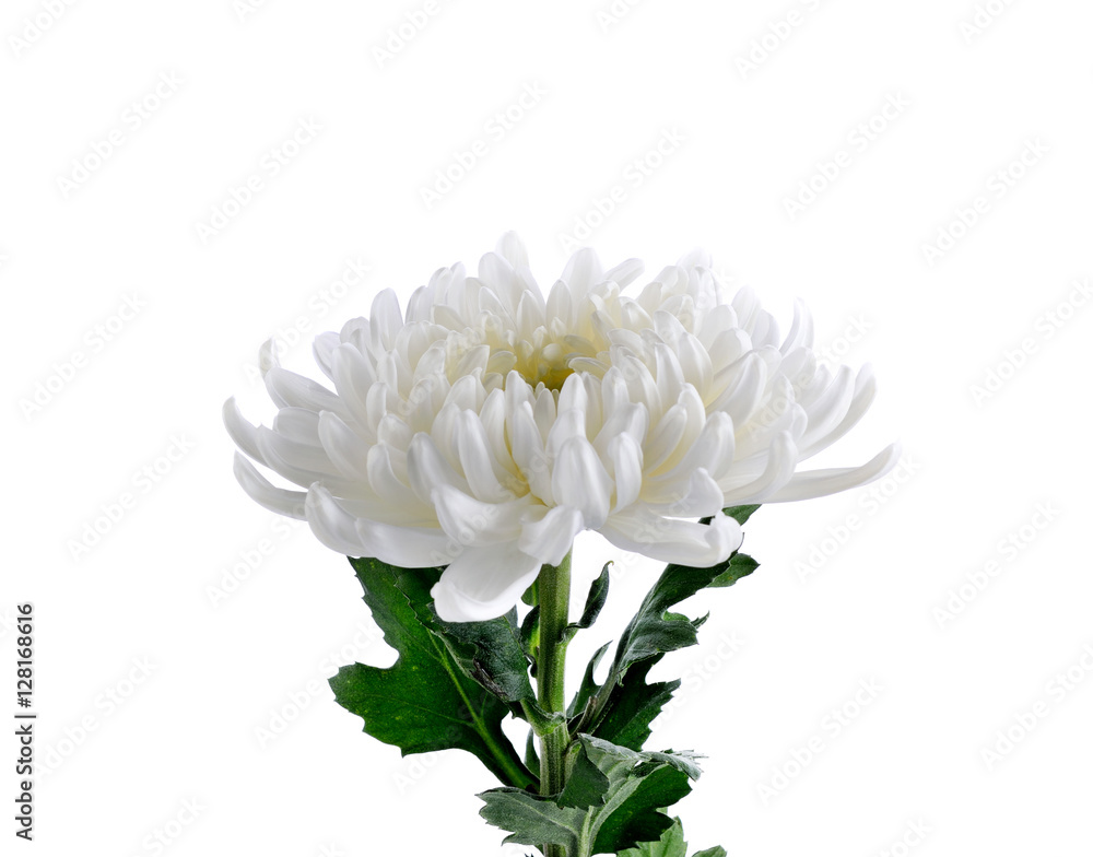 chrysanthemum flower Isolated on white background Stock Photo | Adobe Stock