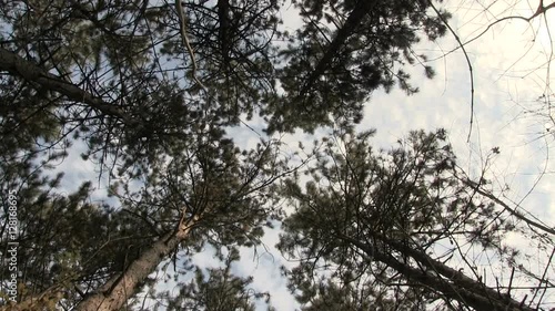 Wallpaper Mural Autumn trees in the forest with the sky from below Torontodigital.ca
