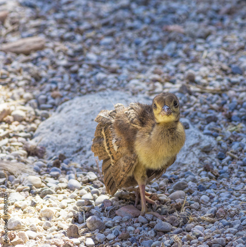 Peacock chick on the rocks photo