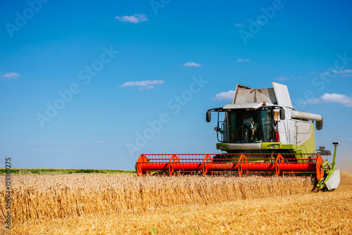 Harvesting the wheat