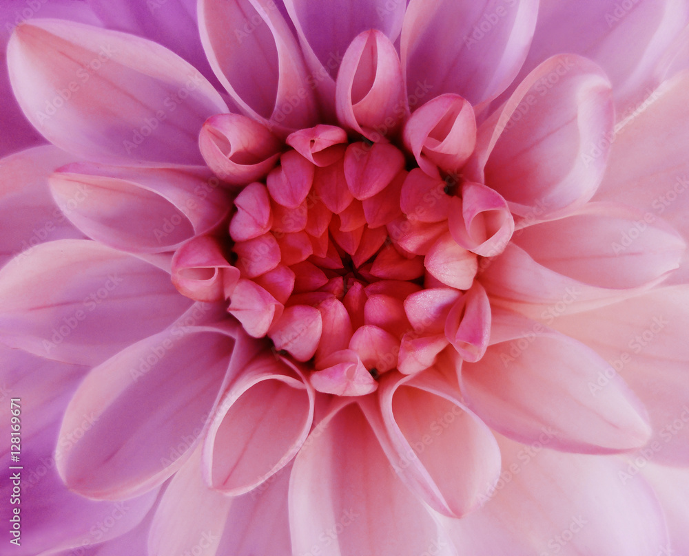 iridescent pink dahlia flower blooms. Macro. pink-red center. Closeup. beautiful dahlia. for design. Nature. iridescent pink dahlia flower blooms. Macro. pink-red center. Closeup. beautiful dahlia. for design. Nature.