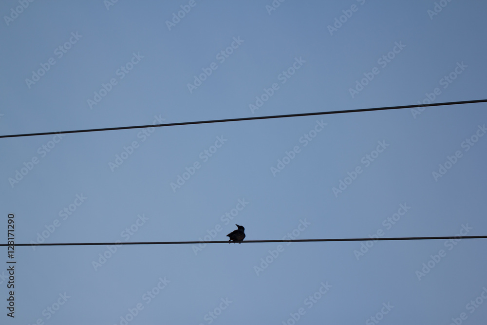 Black raven sitting on powerline Black raven sitting on powerline