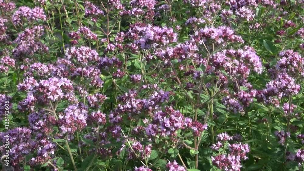 beautiful oregano wild marjoram medical flowers in wind