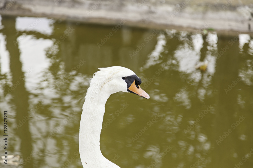 Fototapeta premium Gaggle of geese