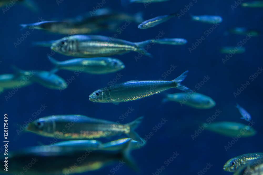 Fototapeta premium European pilchard (Sardina pilchardus).