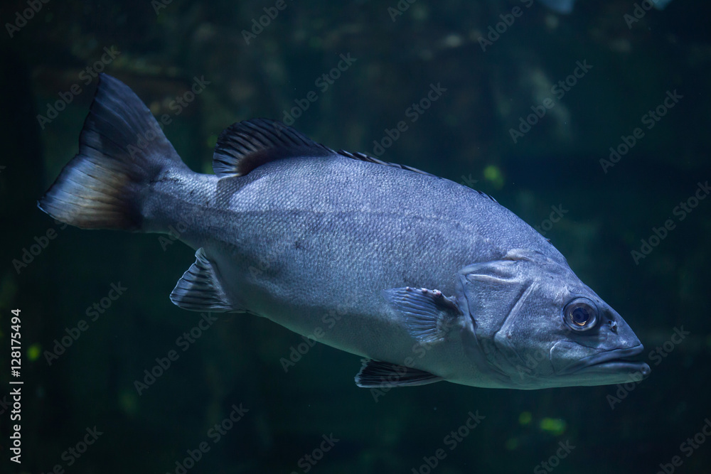 Naklejka premium Atlantic wreckfish (Polyprion americanus).