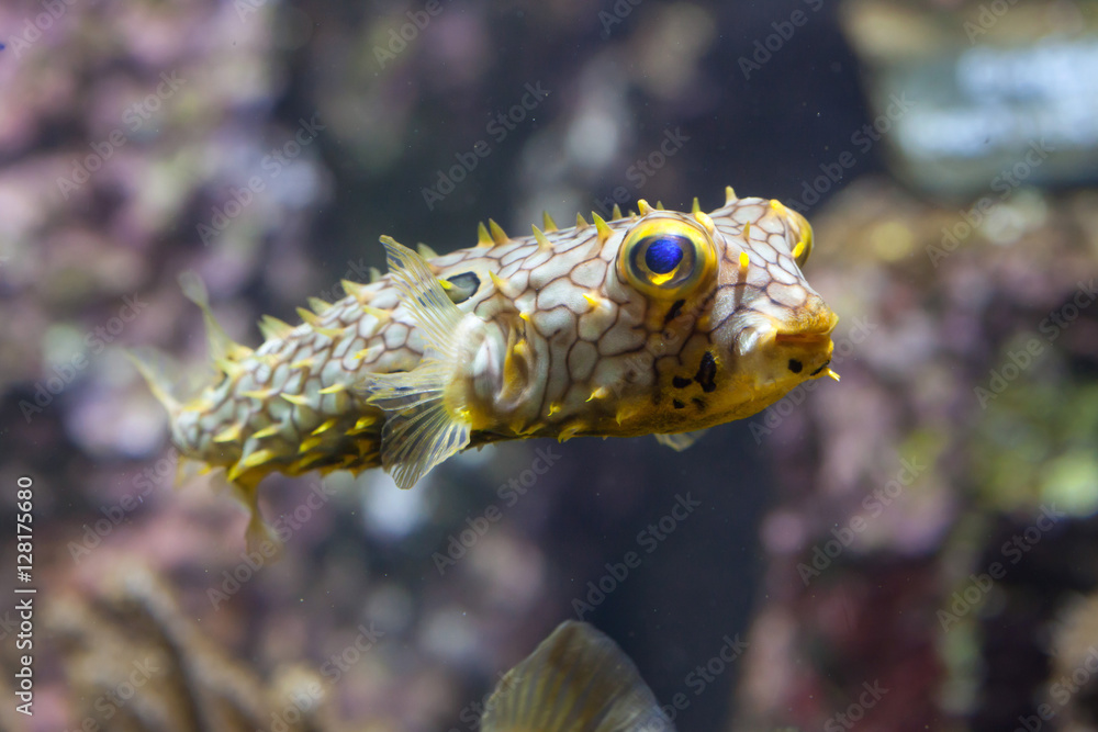 Naklejka premium Striped burrfish (Chilomycterus schoepfi)