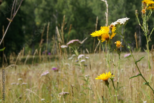 meadow grass with yellow flowers