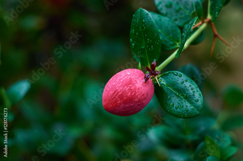 Red berries of the valley with dew drops