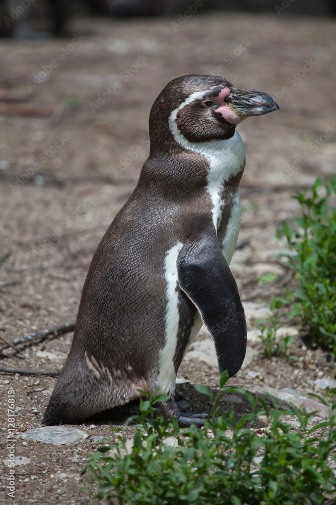 Naklejka premium Humboldt penguin (Spheniscus humboldti)