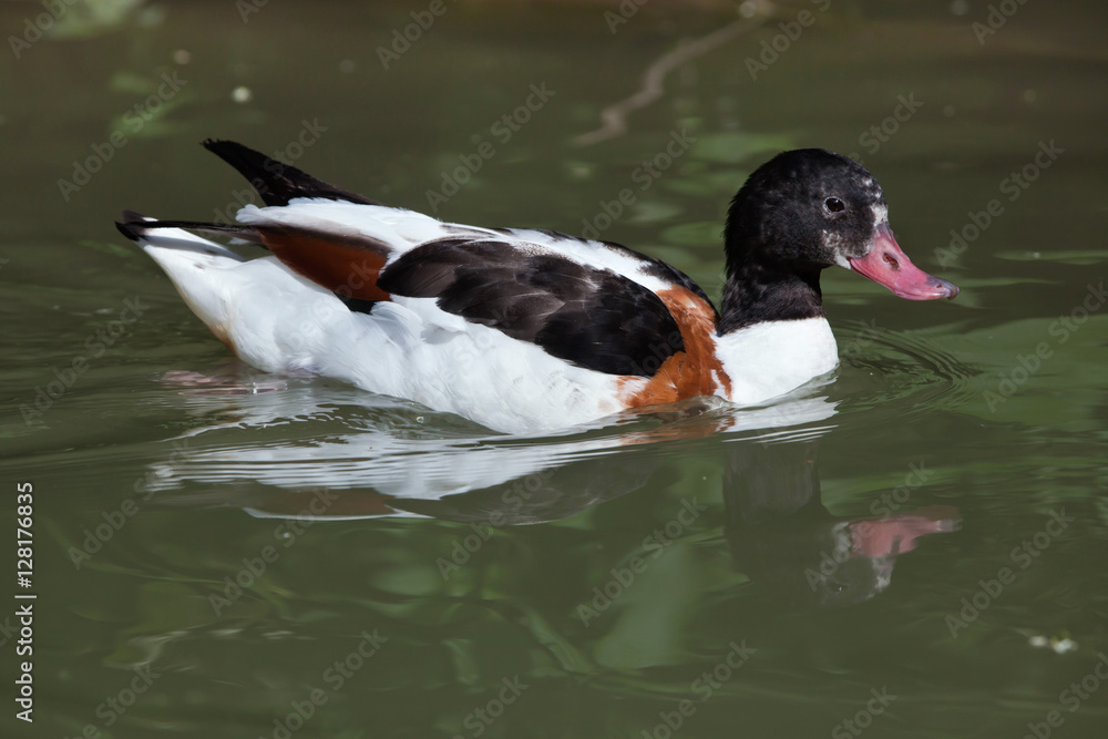 Common shelduck (Tadorna tadorna). Common shelduck (Tadorna tadorna).