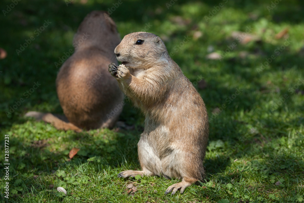 Black-tailed prairie dog (Cynomys ludovicianus).