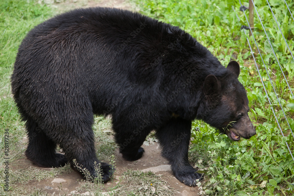 Fototapeta premium American black bear (Ursus americanus).