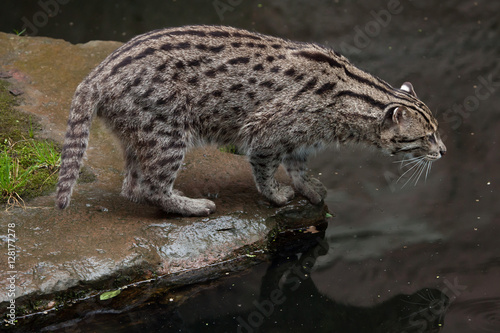 Fishing cat (Prionailurus viverrinus).