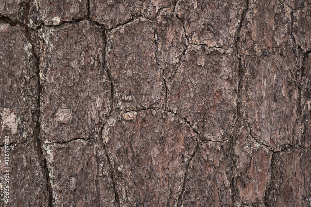 Pine of bark background and textured Pine of bark background and textured