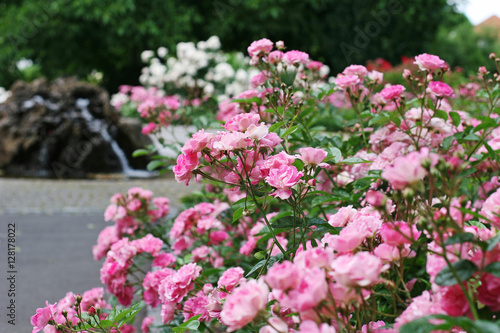 Pink roses beautiful bush in park