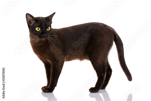 Side view of a Black Cat isolated on white