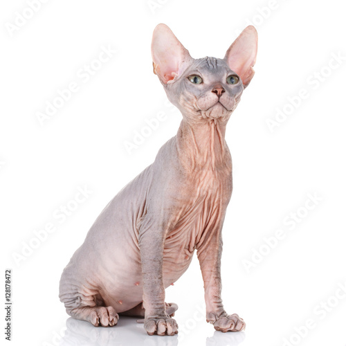 Sphynx cat siting on a white background, looking up