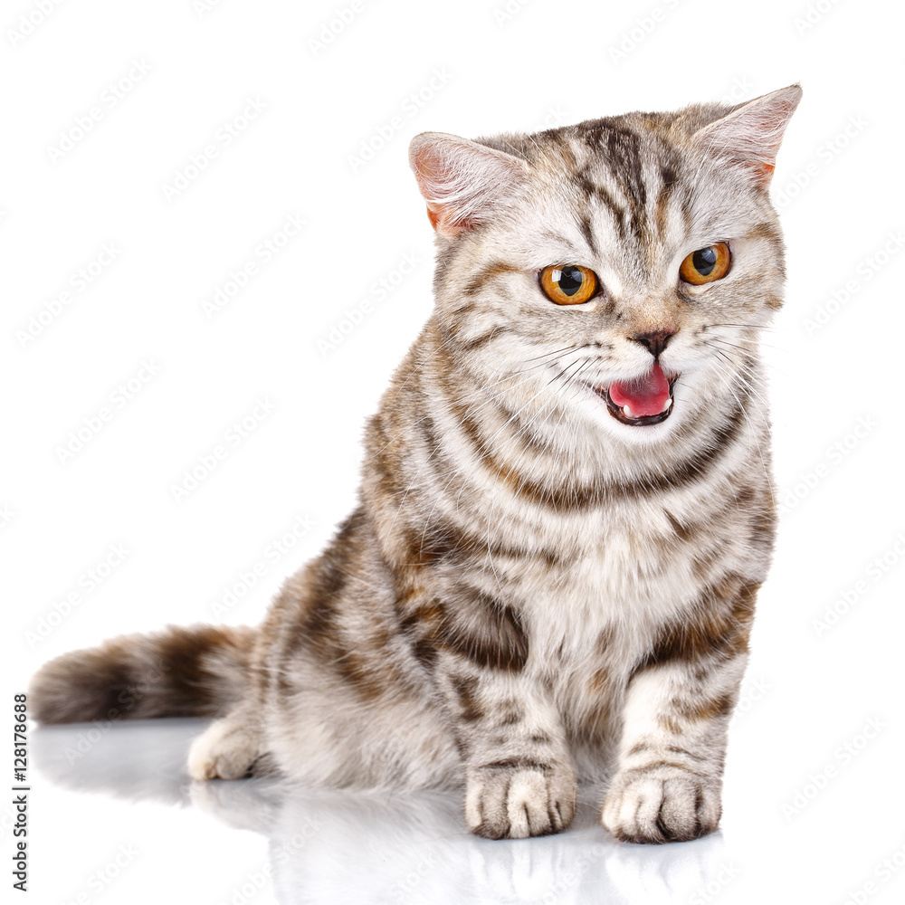Scottish Straight Male Cat siting on Isolated white Background