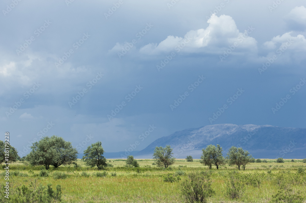 steppe, prairie, veld, veldt. synonyms: plains, grasslands. open,  uncultivated country or grassland Stock Photo | Adobe Stock