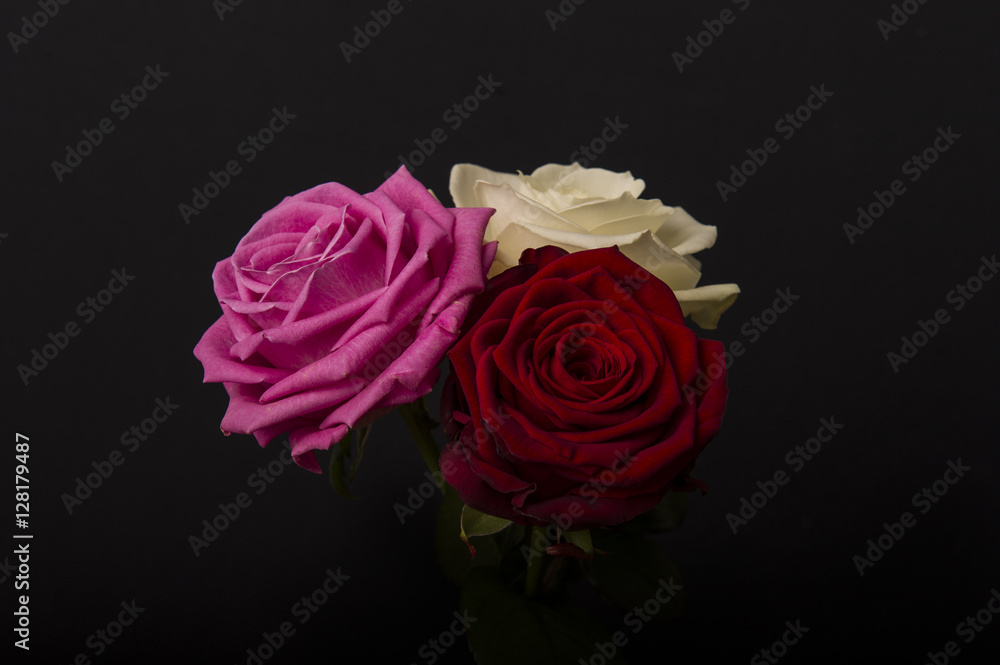 pink red white roses pink red white roses