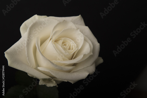 White single rose