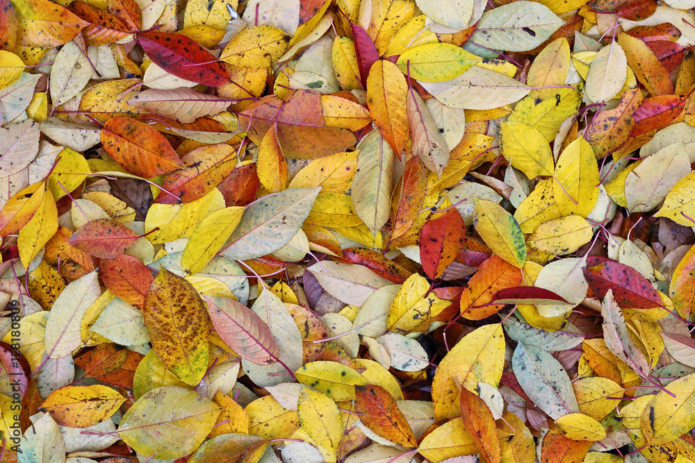 Colourful autumn cherry leaves on ground. Texture. Background Colourful autumn cherry leaves on ground. Texture. Background