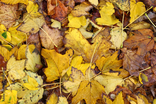Colourful maple autumn leaf forest floor background