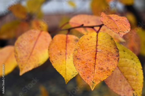 Autumn pink and yellow cherry leaves on a branch