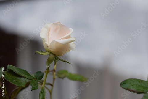 Wallpaper Mural Белая роза с каплями на лепестках после дождя Torontodigital.ca