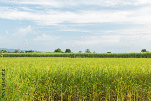 Mixed farming jasmine rice paddy with sugar cane, Rice and Sugar cane plantation area