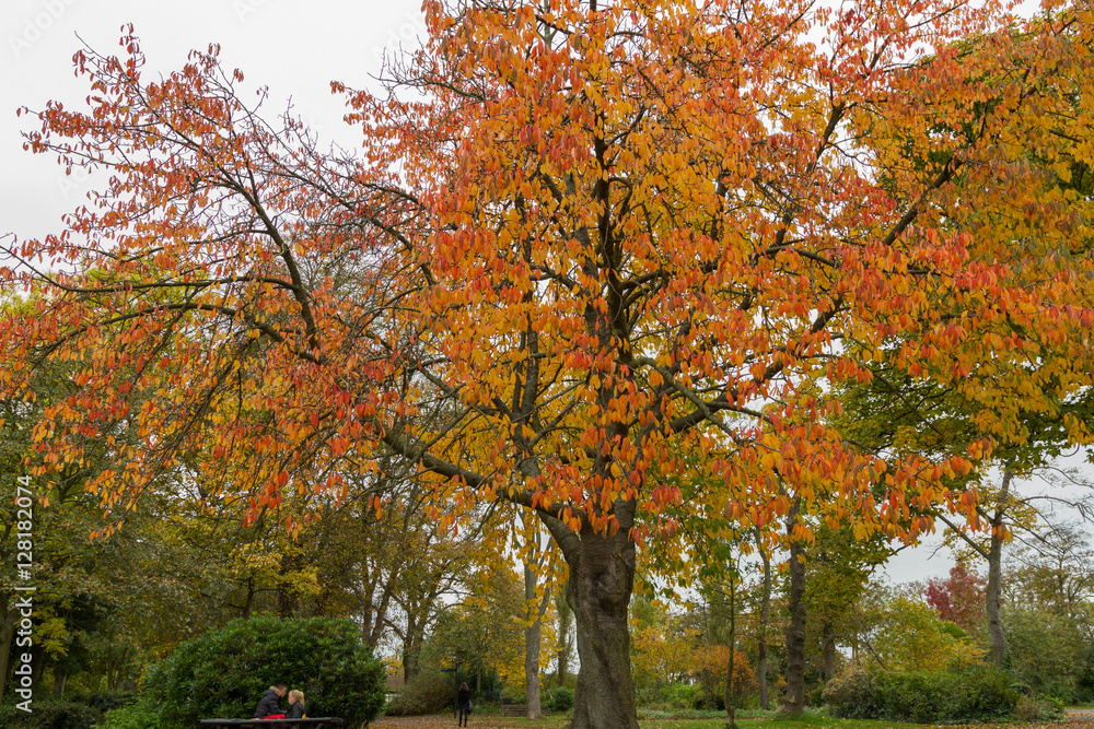 Colorful Trees in Autumn at Leases Park, Newcastle, England